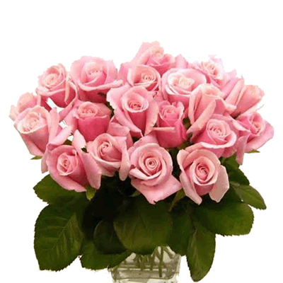 Bunch of 24 Baby Pink Roses