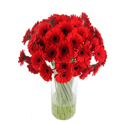 15 beautiful red gerberas in a vase