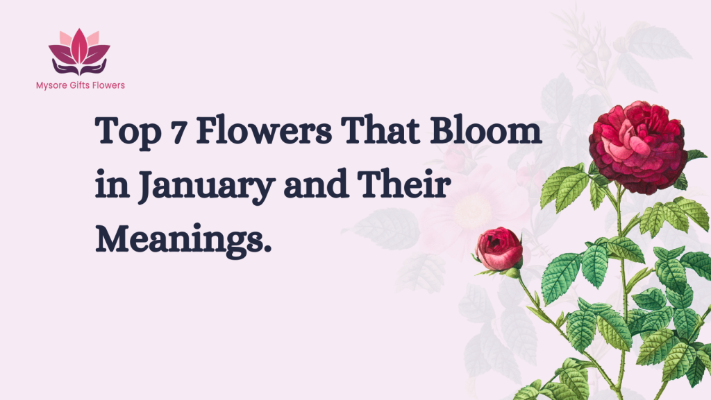 Top 7 Flowers That Bloom in January and Their Meanings.