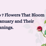 Top 7 Flowers That Bloom in January and Their Meanings.