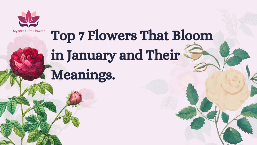 Top 7 flowers that blooms in january and their meanings