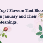 Top 7 flowers that blooms in january and their meanings